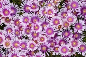 Delosperma 'Pink Radiance' New 2025